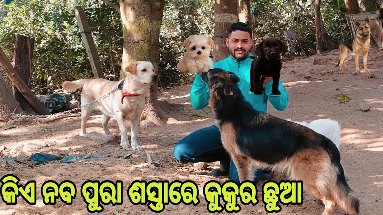 କିଏ ନବ ପୁରା ଶସ୍ତାରେ କୁକୁର ଛୁଆ 😍 || CHIKU-PET-VLOGS || ODIAVLOG || DALYVLOG ||