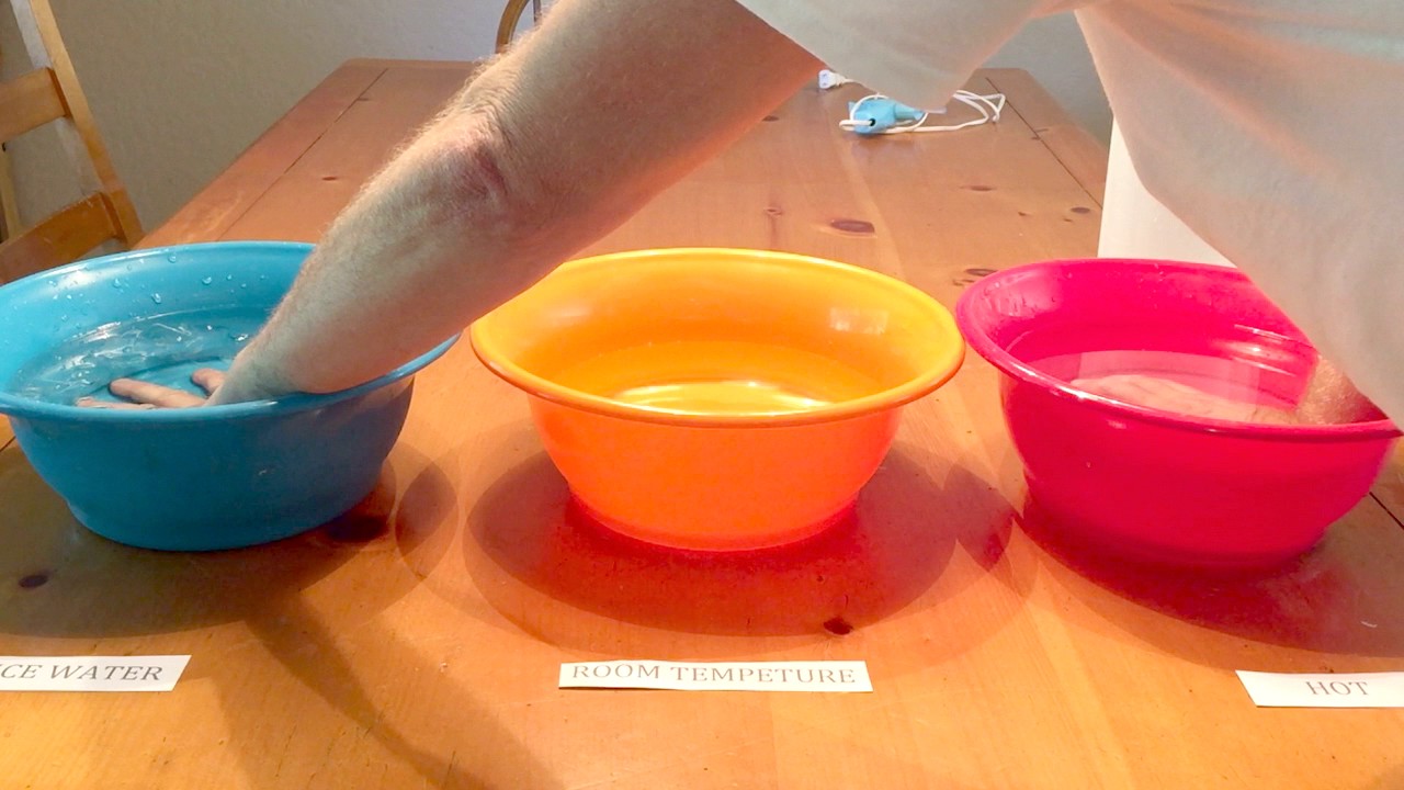 Sensory Systems Respond to Water Temperature Experiment