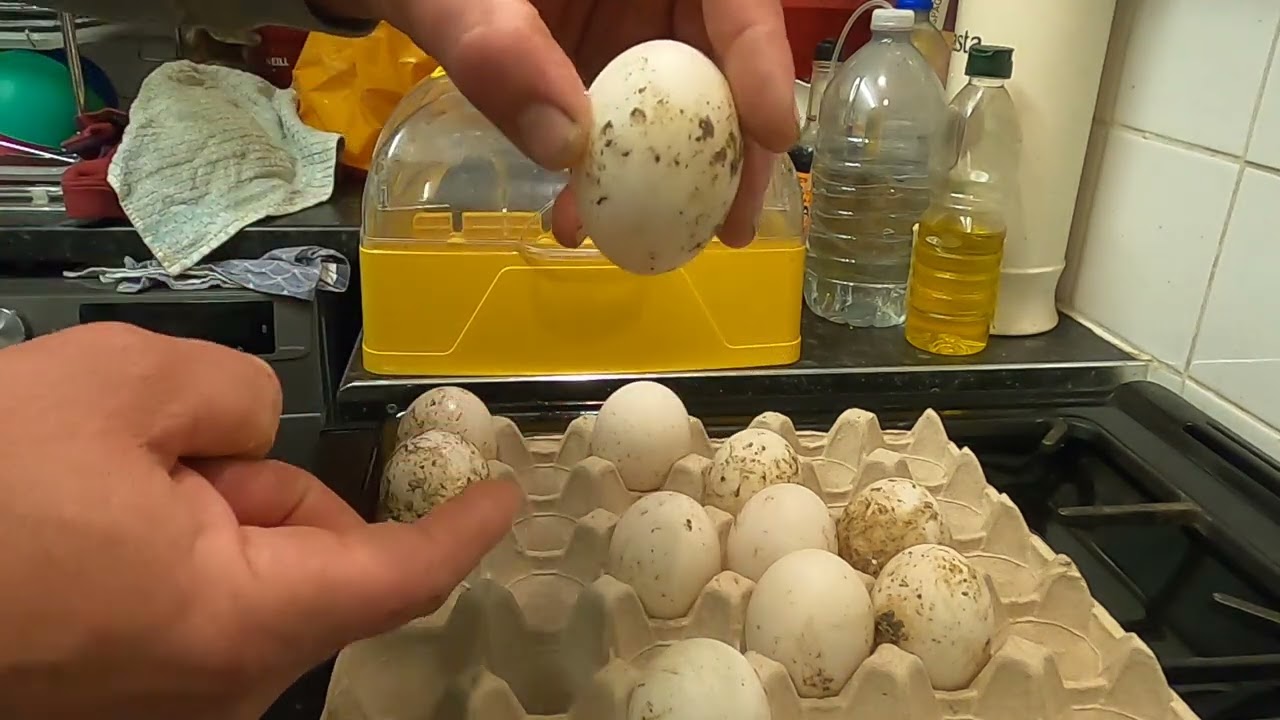 Hatching Duck Eggs - Hatchalong with us - Part 1, getting them in the incubator!