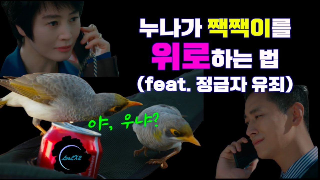 [하이에나/주지훈 김혜수] 누나가 짹짹이를 위로하는 법(feat.정금자 유죄)
