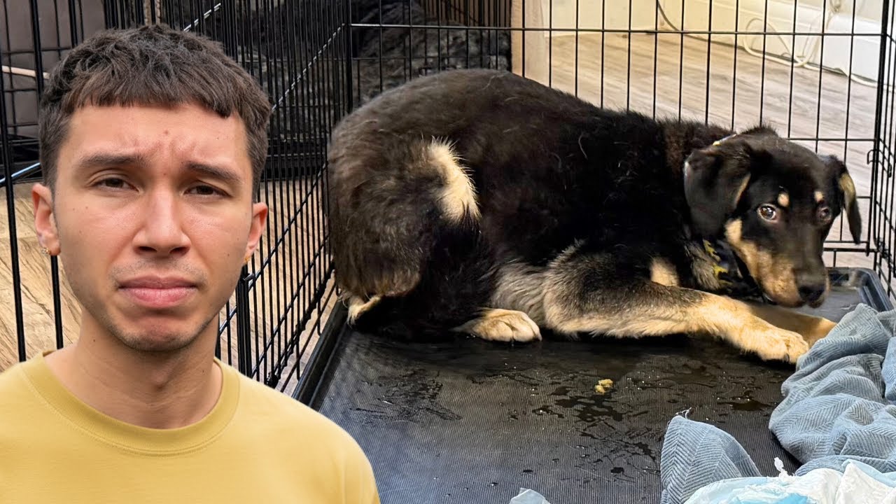This is the Most Terrified Rescue We’ve Ever Taken In