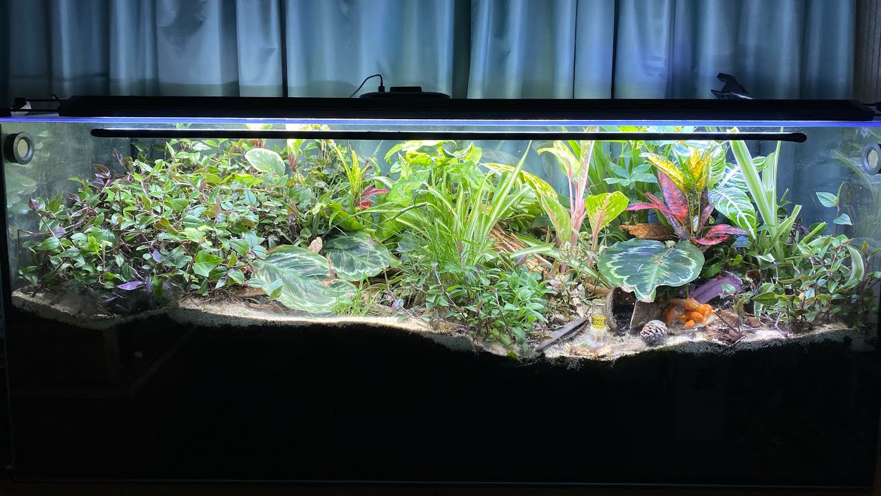HUGE MULTI-SPECIES VIVARIUM UPDATE | Myrmica Ruginodis | Update 17