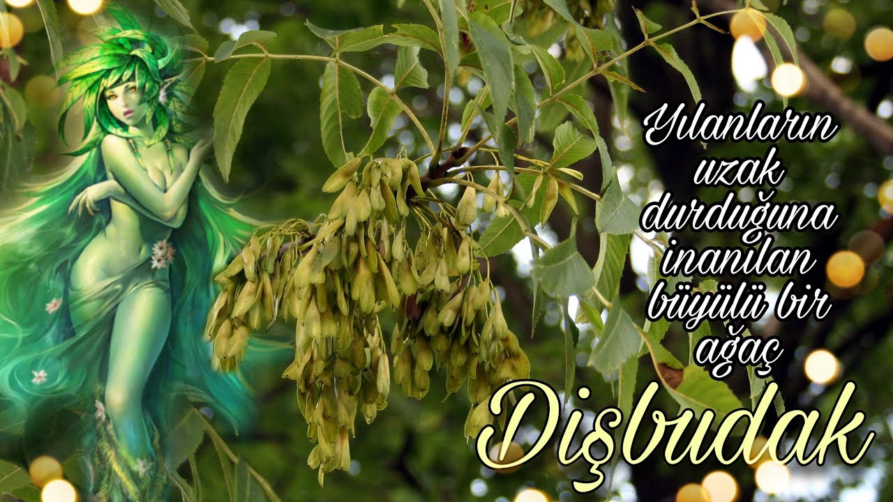 Dişbudak - Fraxinus