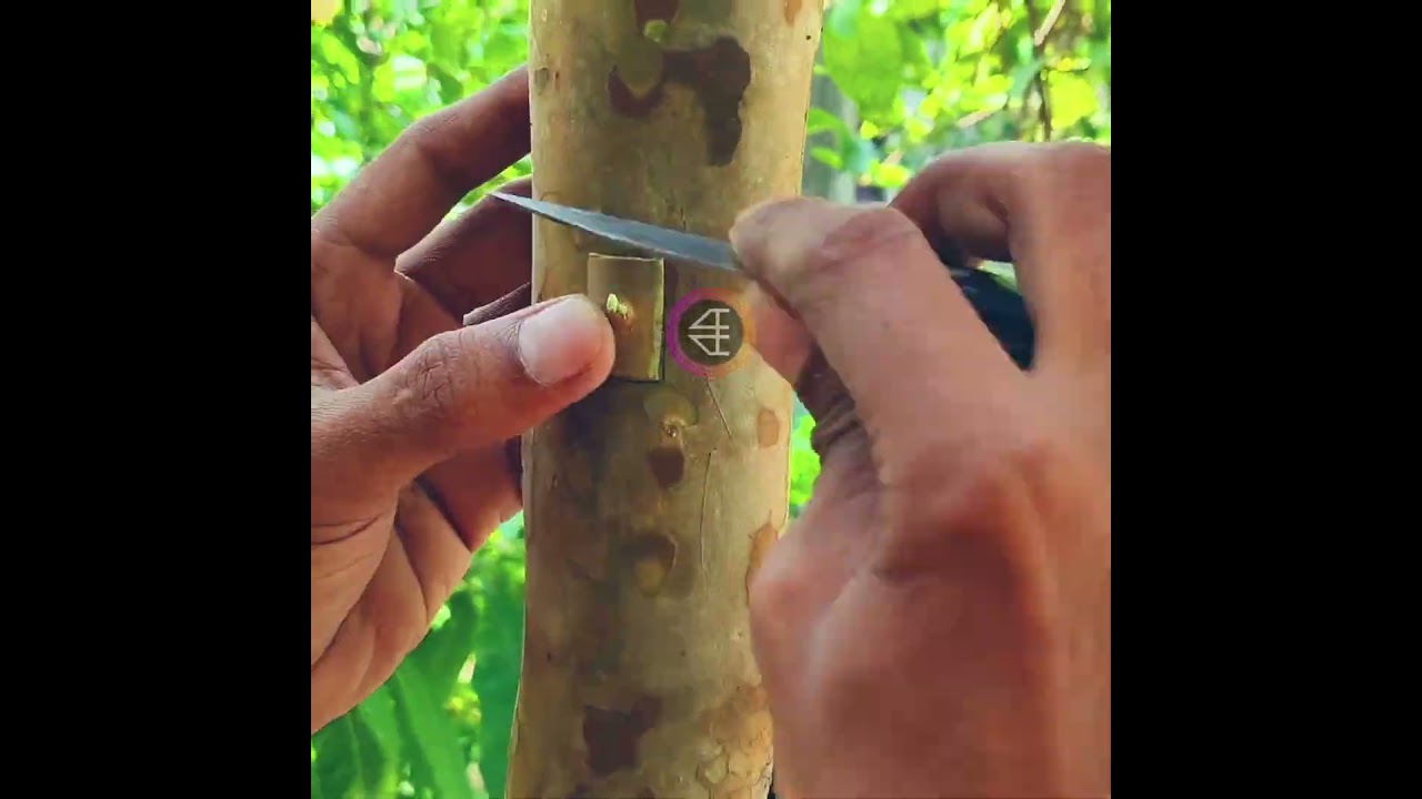 Guava Tree Bud Grafting