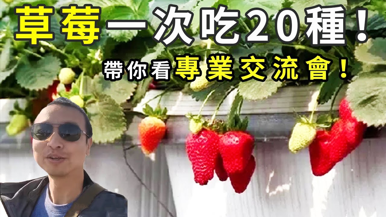 5分钟了解所有盆栽草莓品种，所有口味一次满足！超20种草莓试吃，全网独家揭秘，告诉你最好吃的草莓品种！#园艺 #盆栽草莓 #strawberry #strawberry in pots【手艺人飞羽】