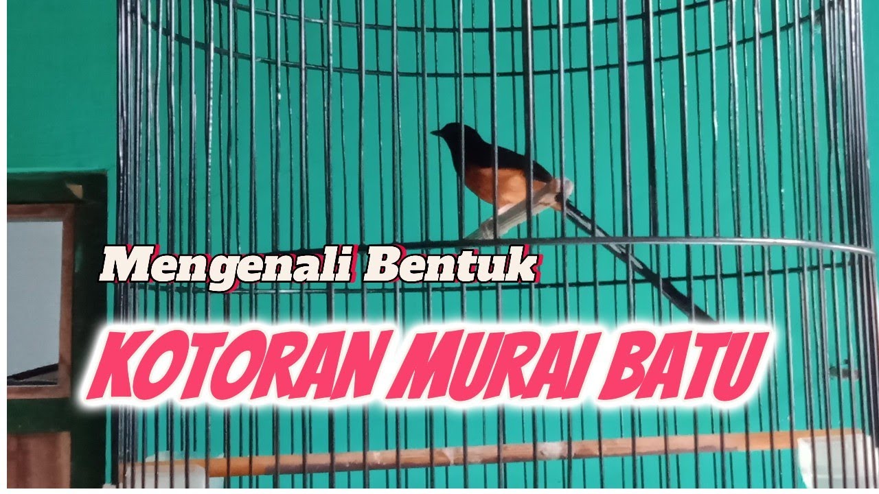 Mengenali Bentuk Kotoran Murai Batu