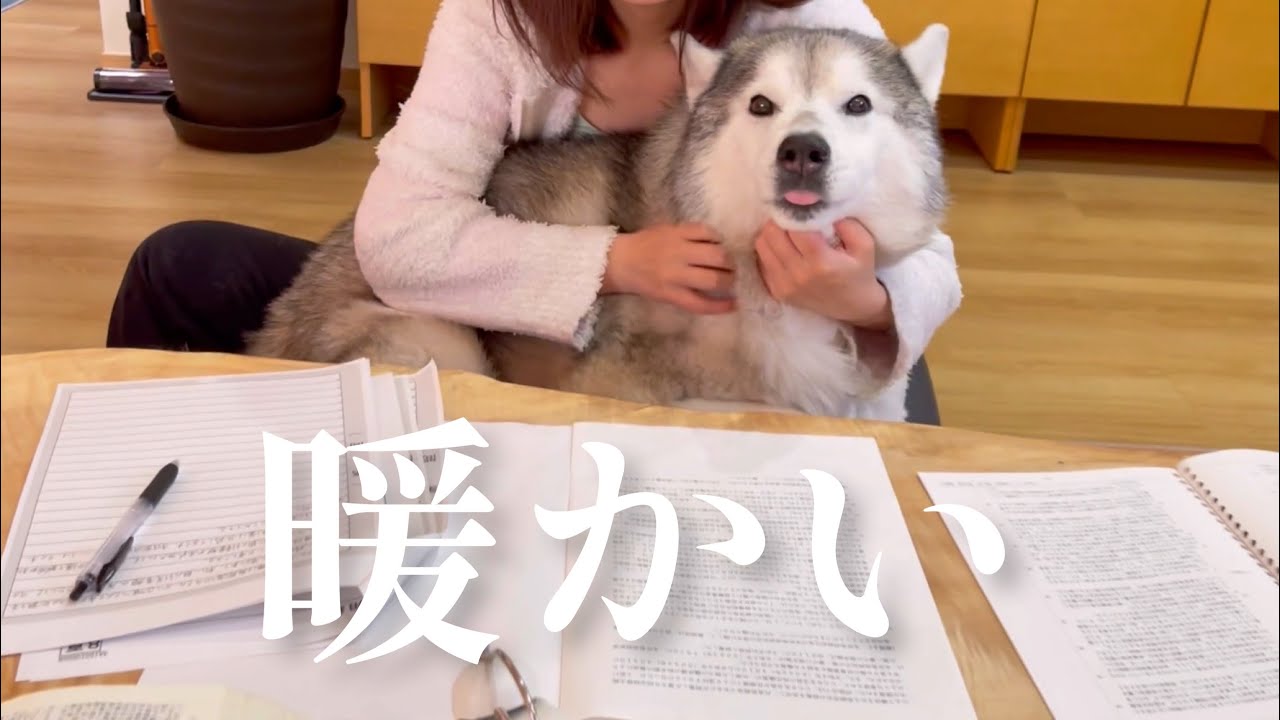 勉強中の姉のお膝の上で抱っこされ、満更でもないシベリアンハスキー、兄によって顔をベタベタにされる。
