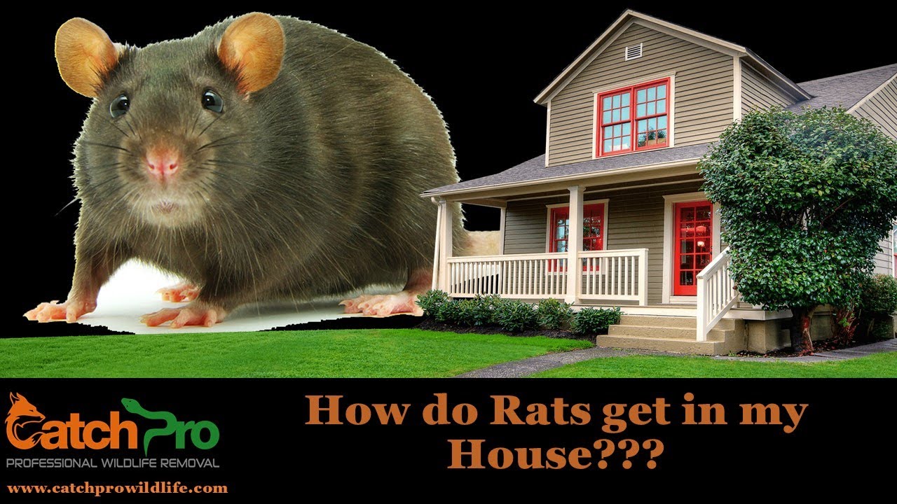 Rats in my Crawlspace - CatchPro Wildlife Removal - Eatonton, GA