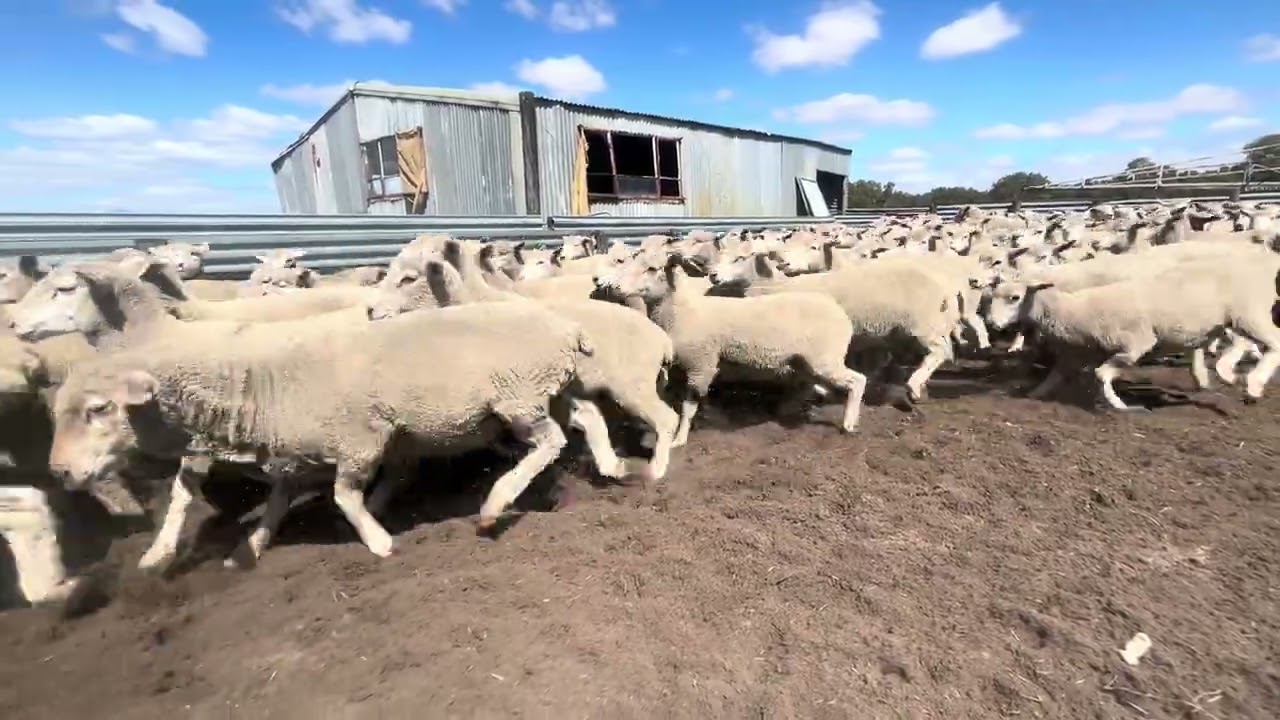 CN & K Jarrad “Forest View” 2nd x Lambs