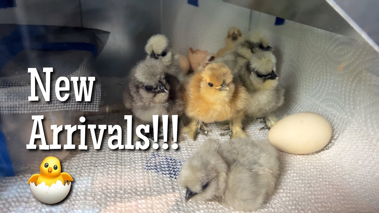 День вылупления 🐣 и новые поступления! | Silkie Vlog