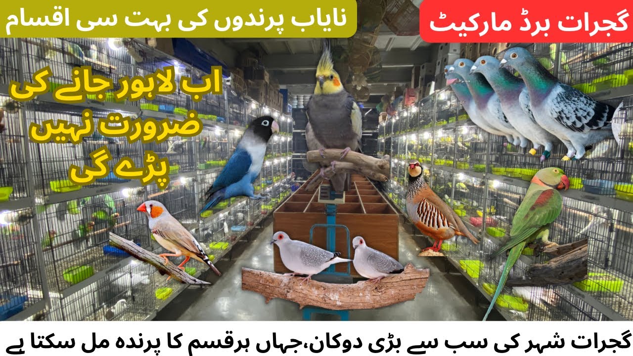 Gujrat Biggest Birds shop | Bird market in Gujrat |  Fazal Bird shop | Bird market rate update