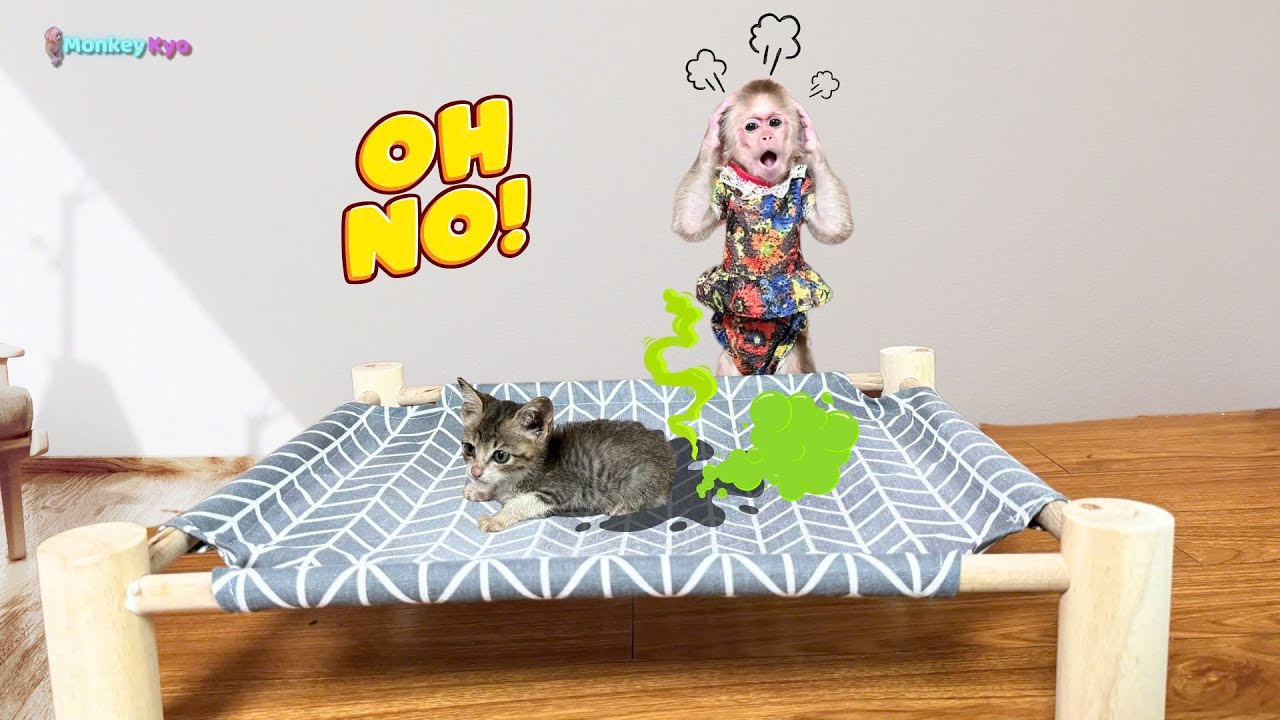 Кё забавно реагирует, когда обнаруживает, что котенок описал её кровать!