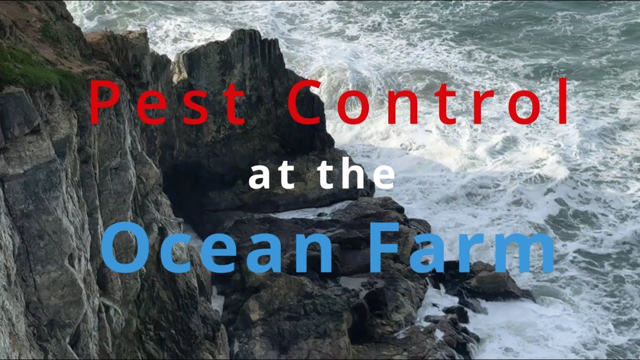 Airgun Pesting at the OCEAN FARM...