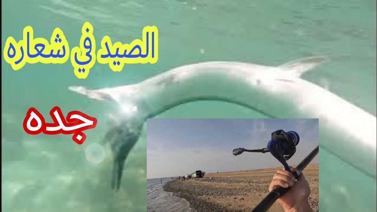 الصيد في شعاره جده بالقرب من الشعاب المرجانيه