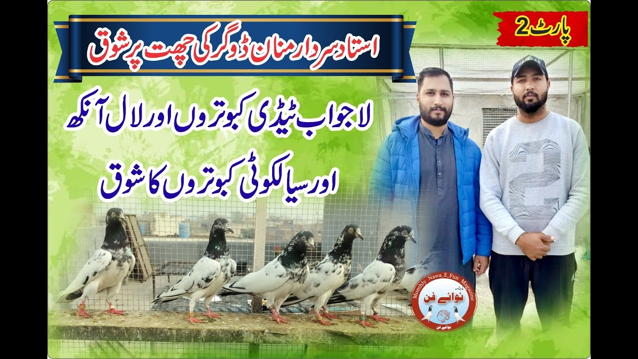 Ustad Manan Dogar ke kabootron ka shok