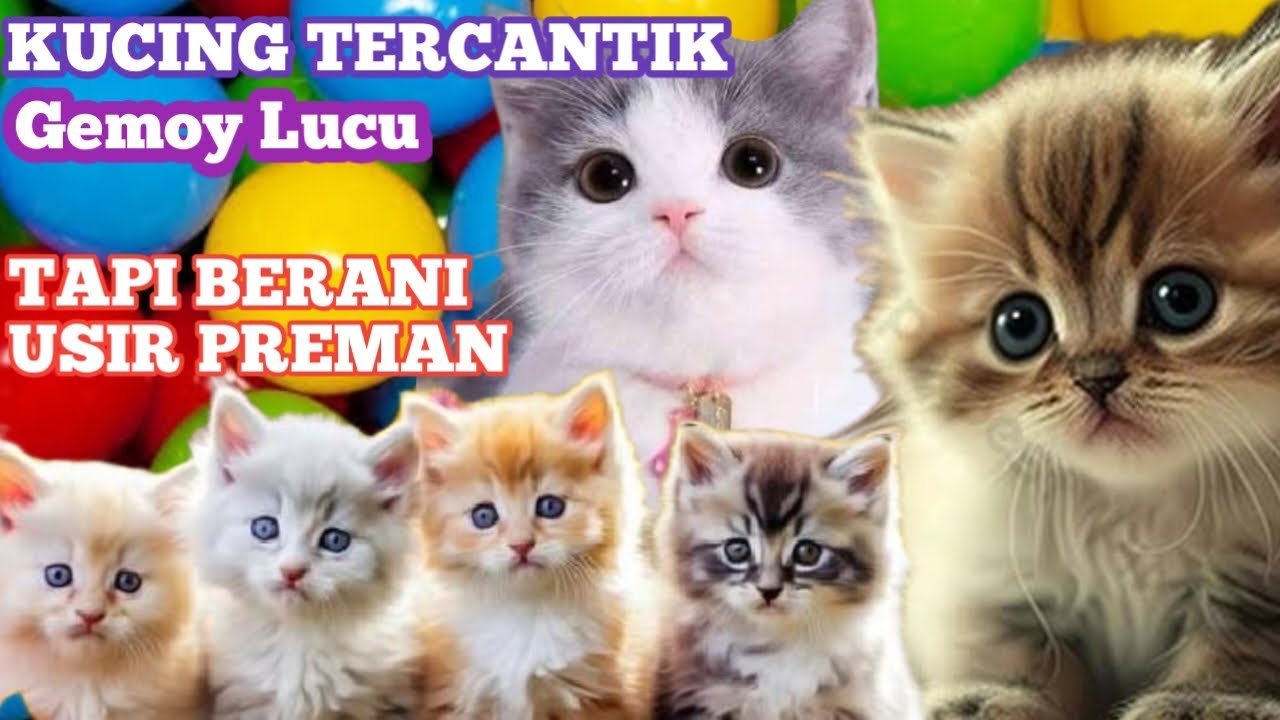 Kucing tercantik ternyata pemberani , dia berhasil usir preman 🥰😍 kucing imut gemoy cantik💦💧#kucing