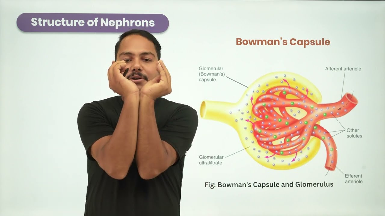 Nephrons  Bowman's Capsule | NEB 12 Biology | MeroSiksha