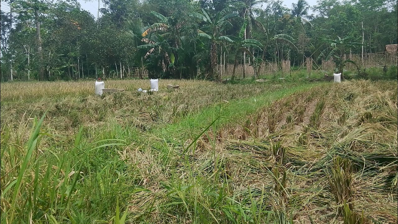 KAMPUNGKITA sedang live sekarang! warga Kampung Sekitar Mulai Panen Padi