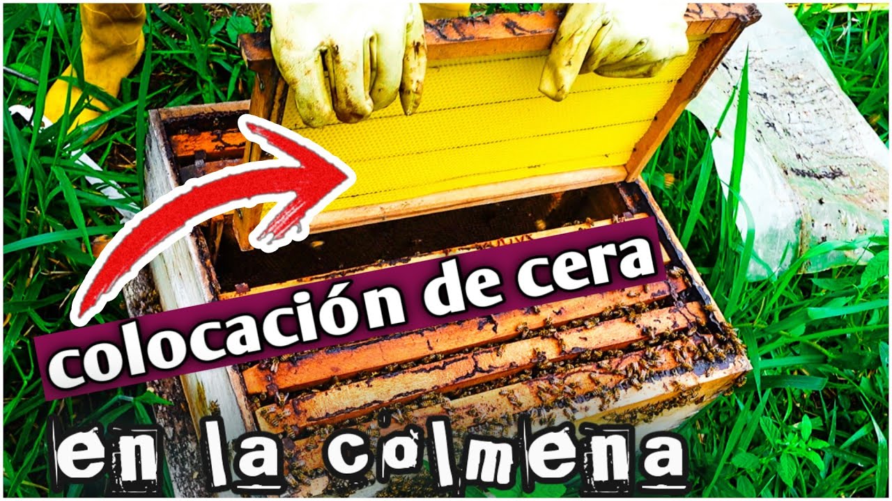 🐝 Como colocar la CERA ESTAMPADA de manera correcta en tus colmena 😱