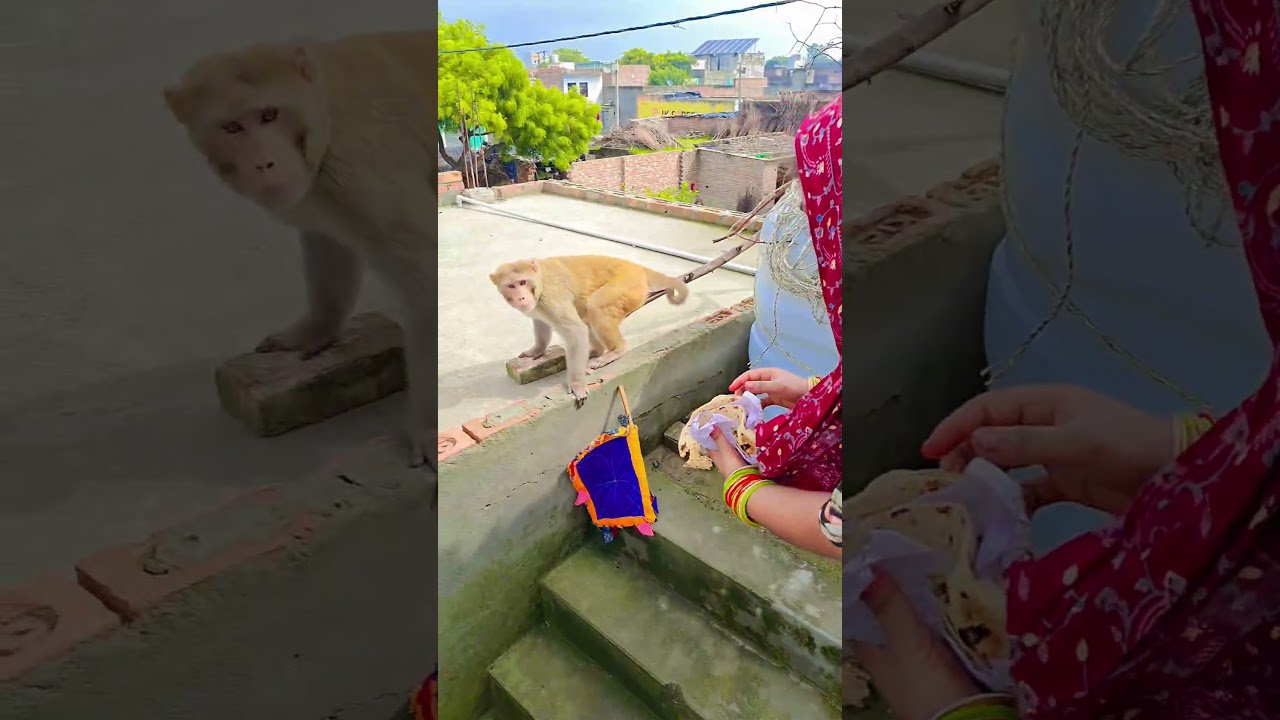 Let's get caught in the shadow of danger #YouTube shot #Monkey #video viral