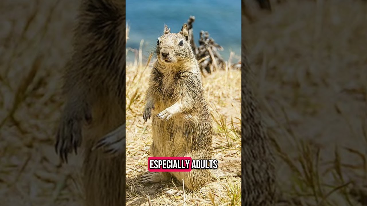 Top 5 Amazing Facts about the California Ground Squirrel