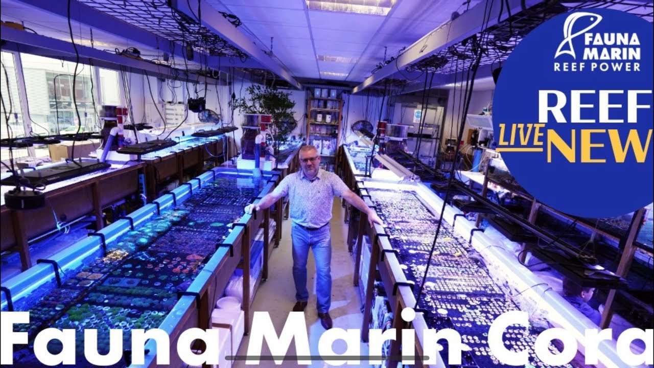 Fauna Marin Reef News Live … Cyanos, Bakterien, AquaWiz Updates und ganz viel mehr