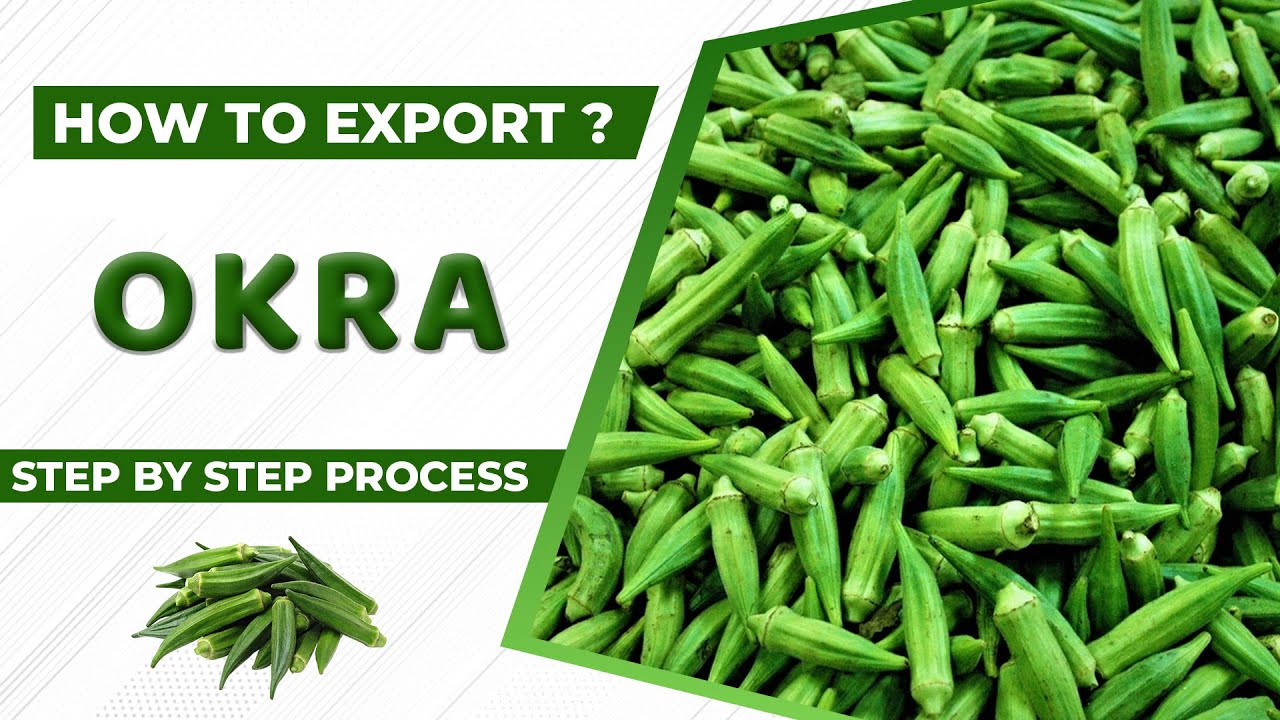 How to Export Okra A to Z information | Okra Export Import Business | by Paresh Solanki