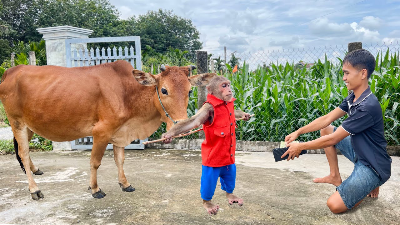 Funny unbelievably🤣Smart CUTIS herds cows to exchange money go luxury coffee