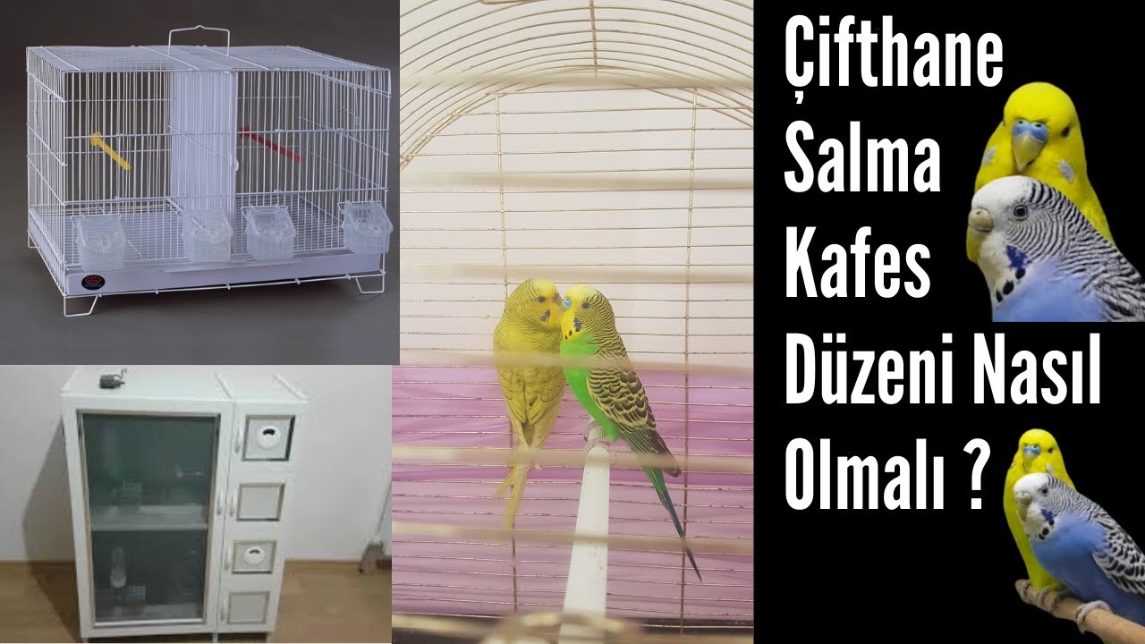 Çifthane Salma Kafes Muhabbet Kuşu Bakımları Nekton E ?