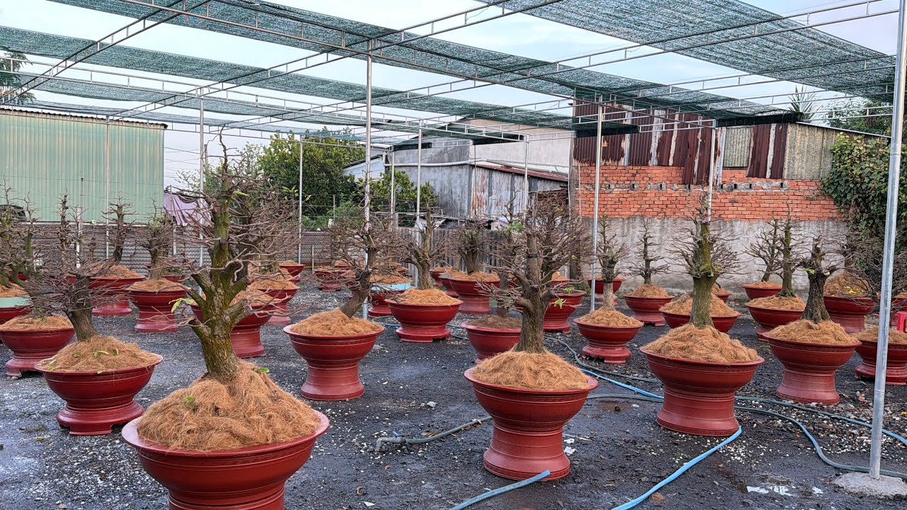 Mai  chơi tết xong cần phải làm  những gì phân thuốc thế nào / xem siêu bông HM tơ nở hoa