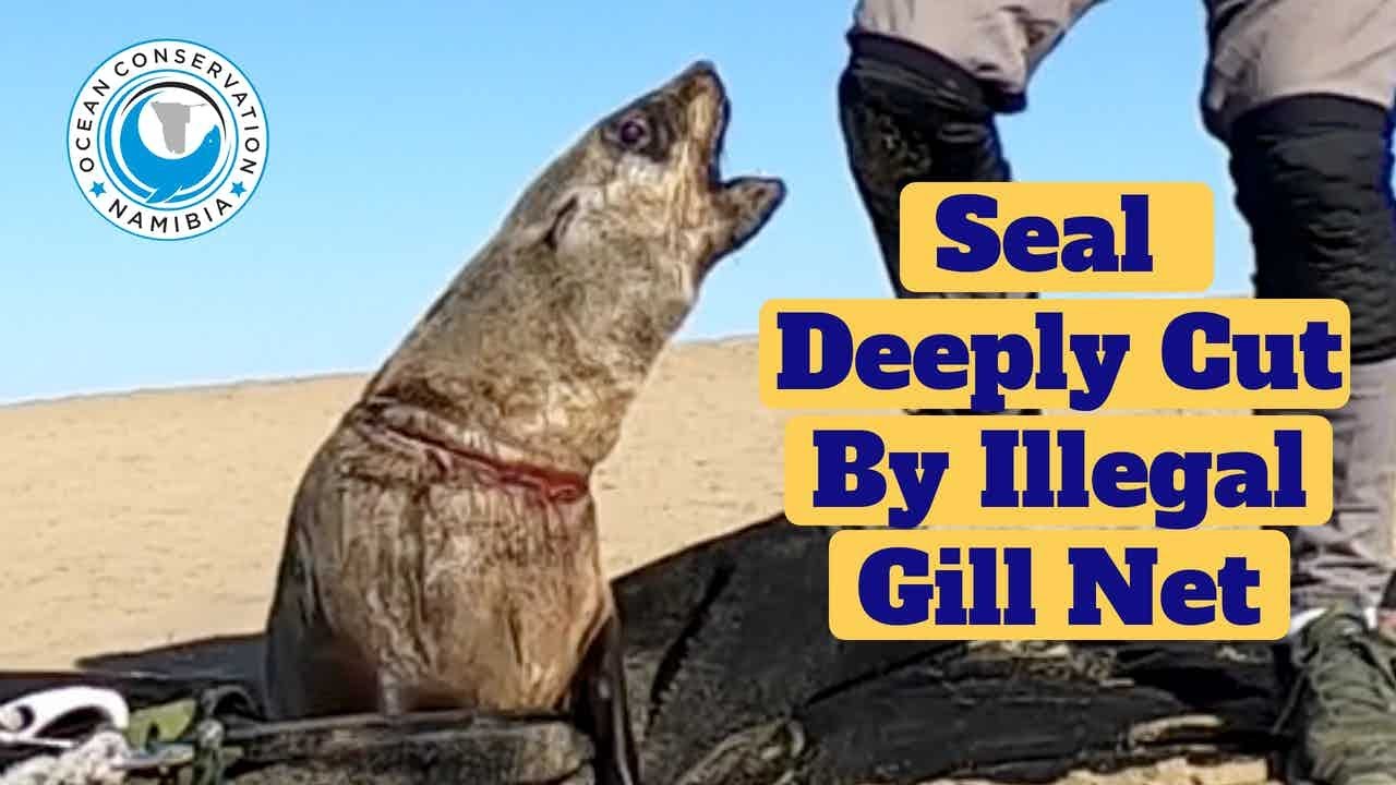 Seal Deeply Cut By Illegal Gill Net
