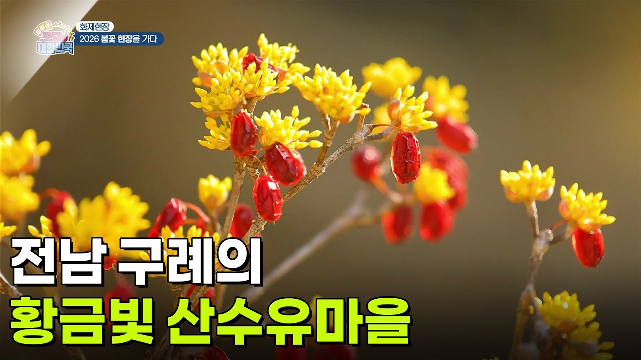 [화제 현장] 전남 구례의 황금빛 산수유마을! [생방송 굿모닝 대한민국] | KBS 260320 방송