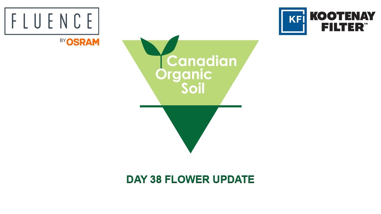 DAY 38 FLOWER UPDATE