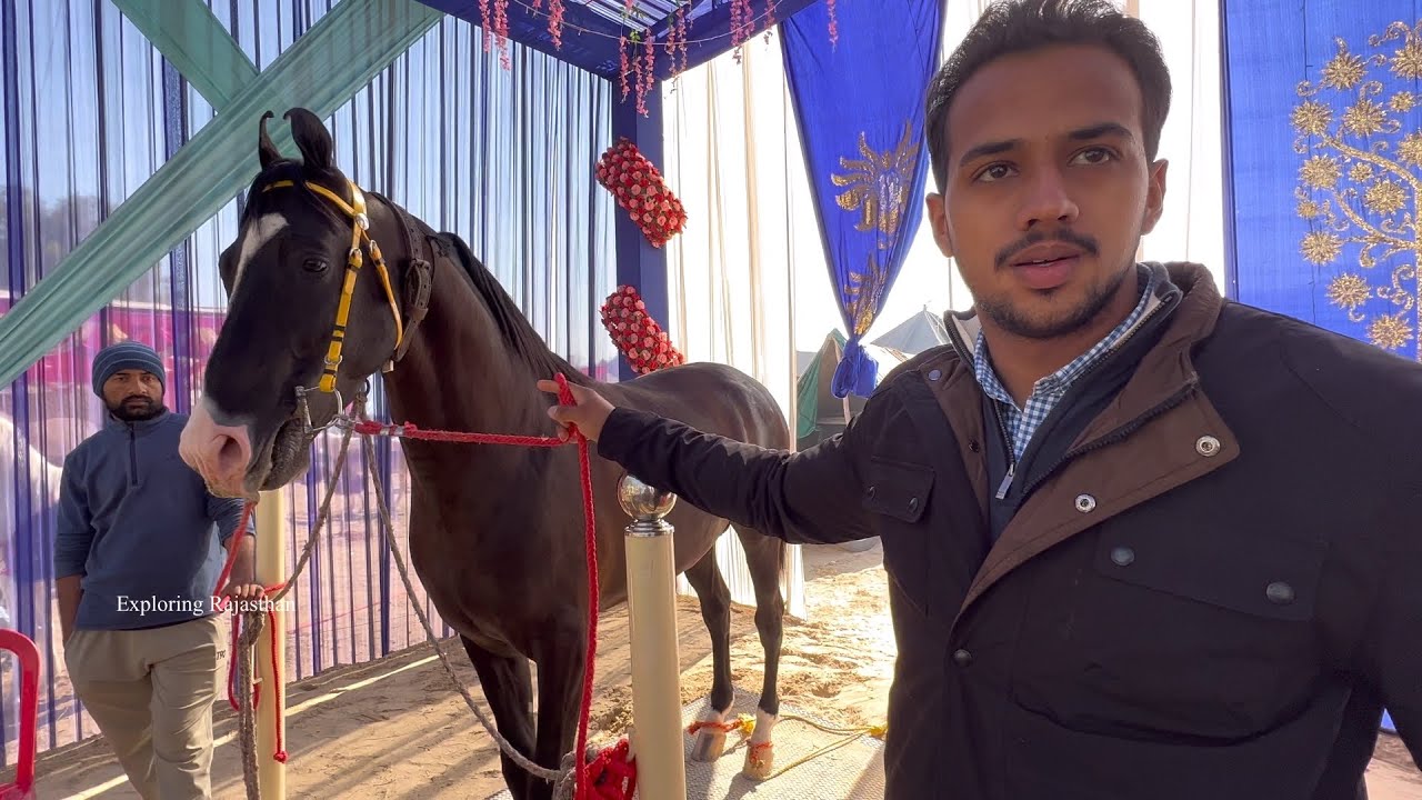 Komal Stud Farm बेशब्री का इंतज़ार ख़त्म दिलशान का बेटा शान