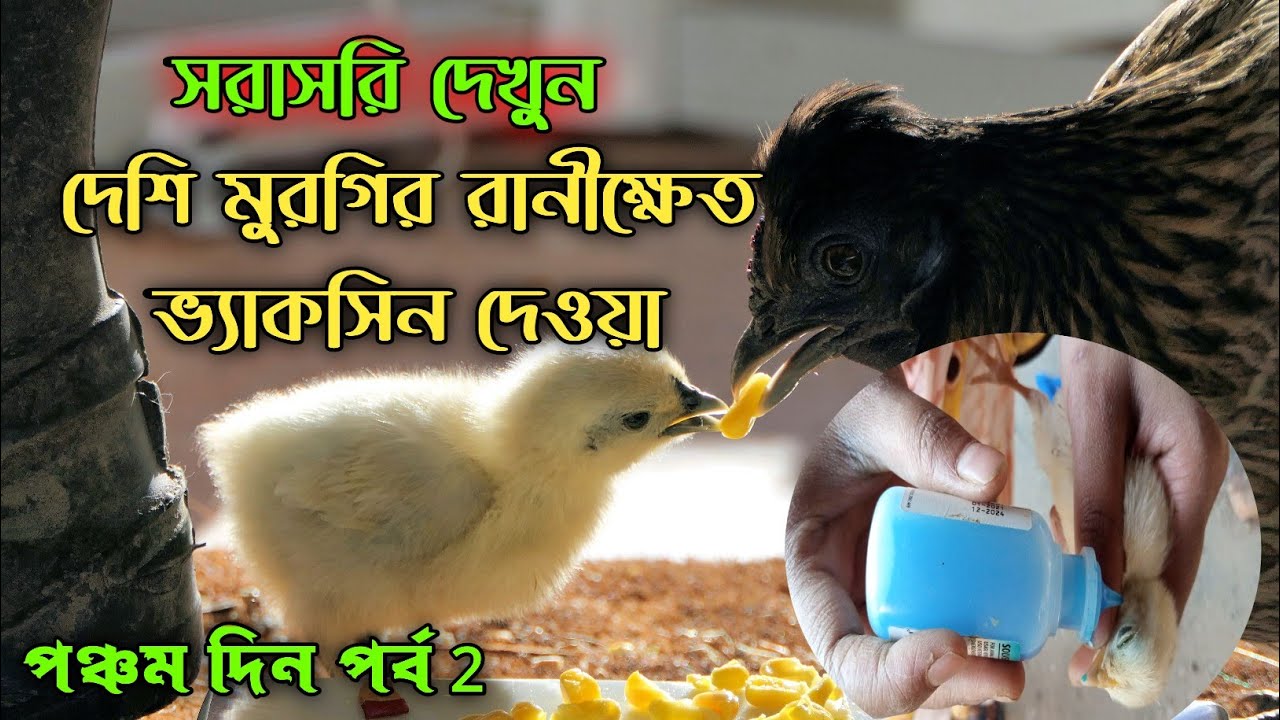 সরাসরি দেখুন দেশি মুরগির রানীক্ষেত ভ্যাকসিন দেওয়ার সঠিক নিয়ম #shakilfarming #দেশিমুরগিররানীক্ষেতন