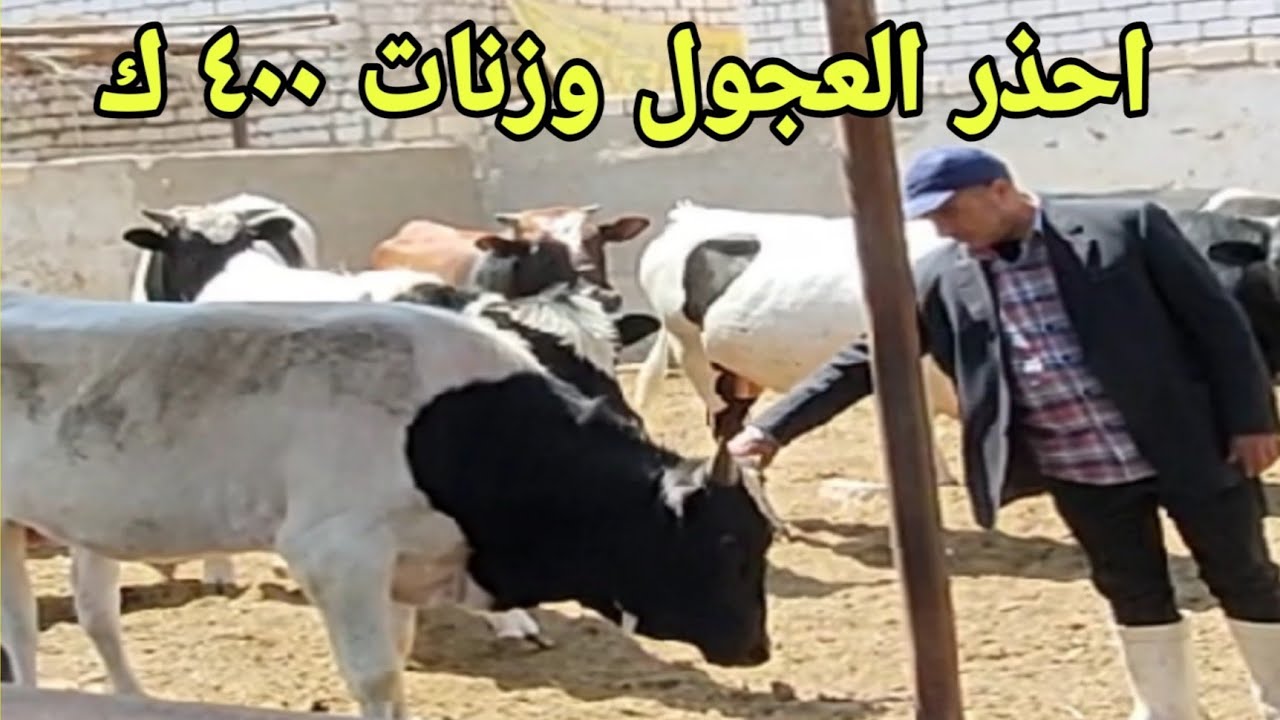 خلطات اعلاف موفرة  وخطوات ذهبية نقدمها لكم مع د/السيد الطوخي لتحقيق الأرباح فى عجول وزنة ٤٠٠ ك واعلي