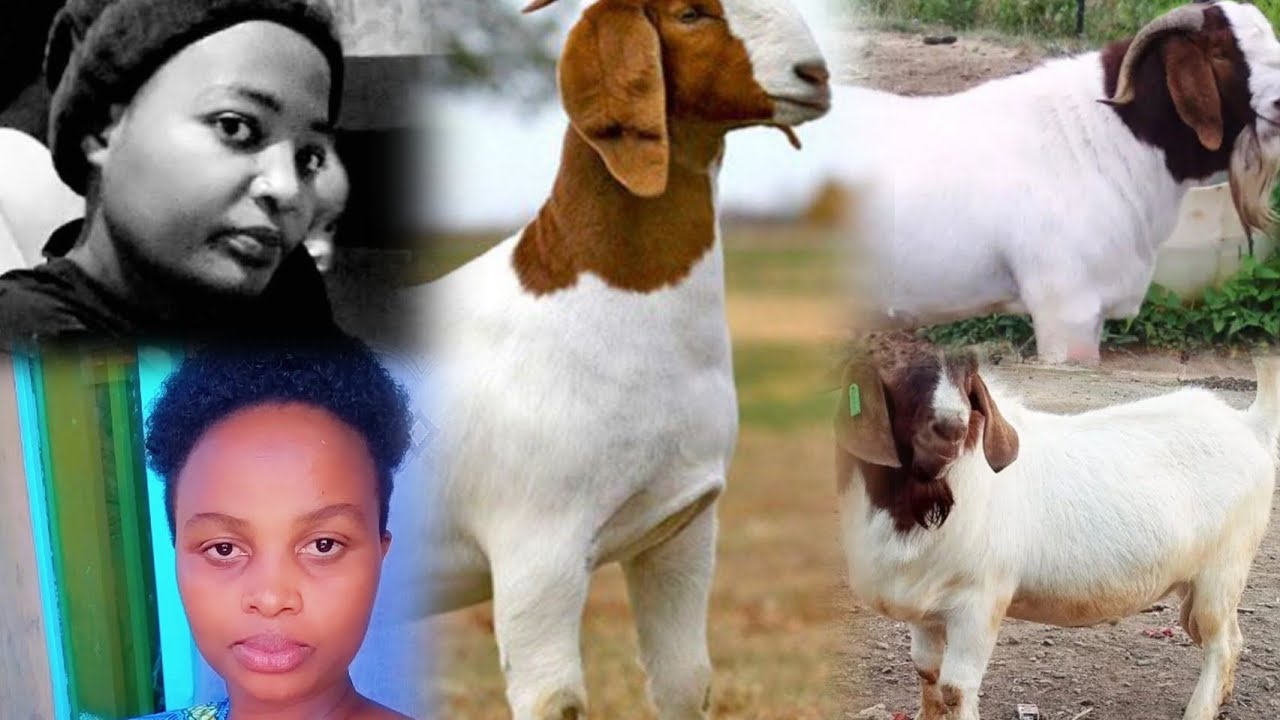 Twasuye Umubyeyi woroye ihene zimugejeje kure#kubyarira iwacu byatumye menya ubwenge#ubu nditunze