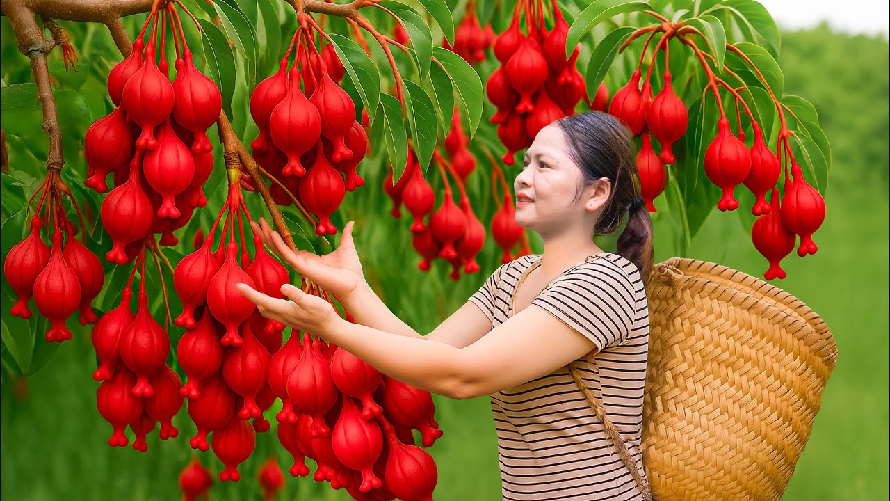 Harvesting Rare Red Sour & Cooking Traditional Banana Desserts | Sold Out Instantly at Market!