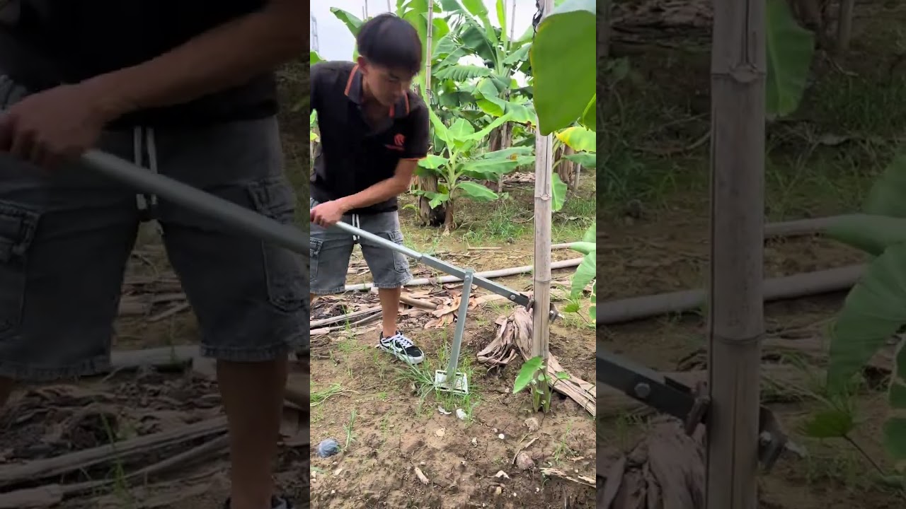 Efficient Bamboo Greenhouse Builder for Bananas - Easy & Fast