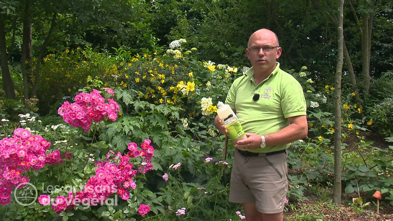 Comment &eacute;liminer les pucerons des rosiers ?