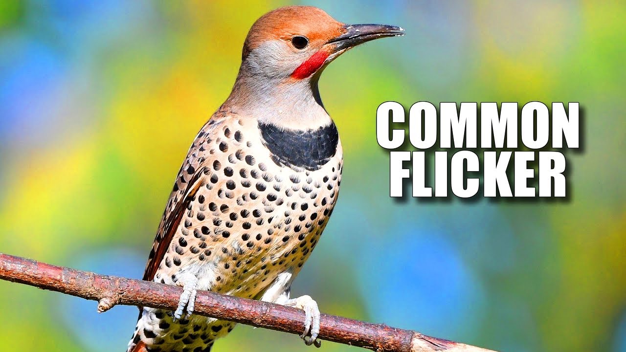 Common Flicker Facts: aka the NORTHERN Flicker 🪶 Animal Fact Files