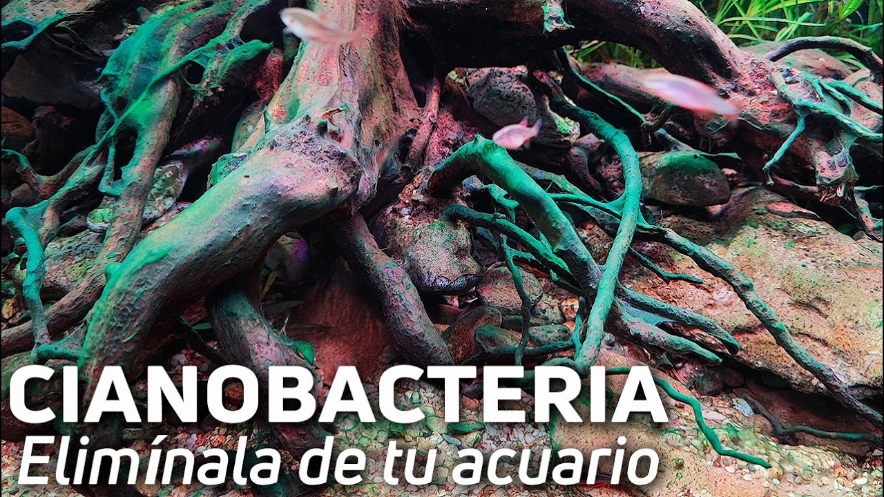 Cómo Eliminar la Cianobacteria de tu Acuario Rápido y Fácil