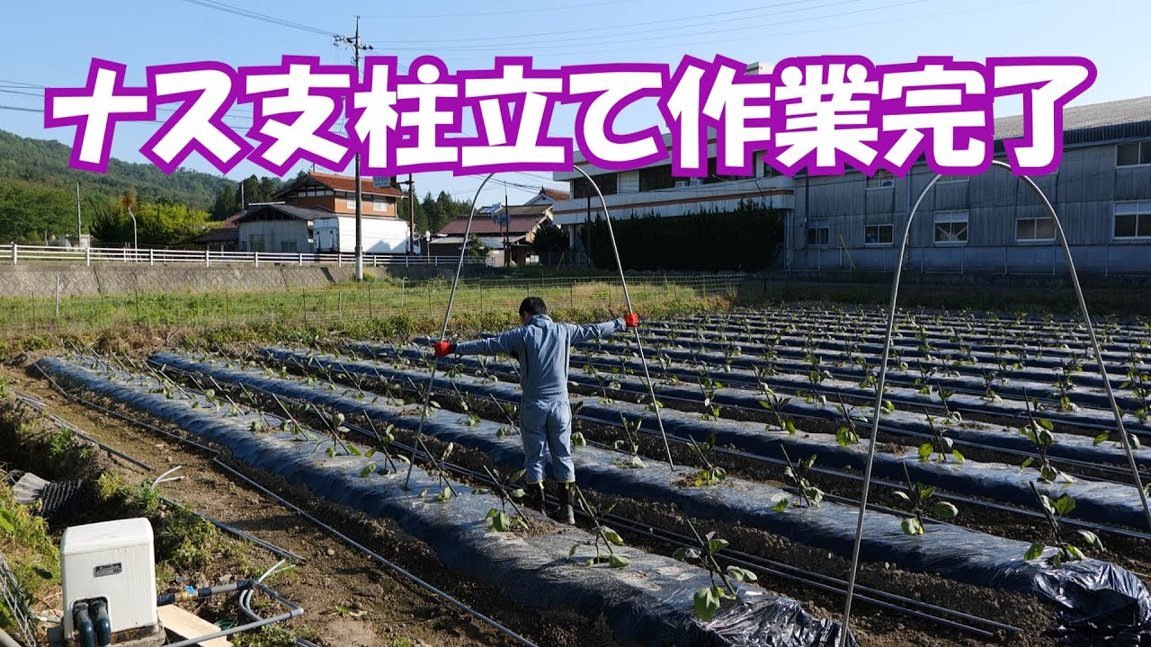 ナス支柱立てとピーマン灌水装置完成20/5/23＃977