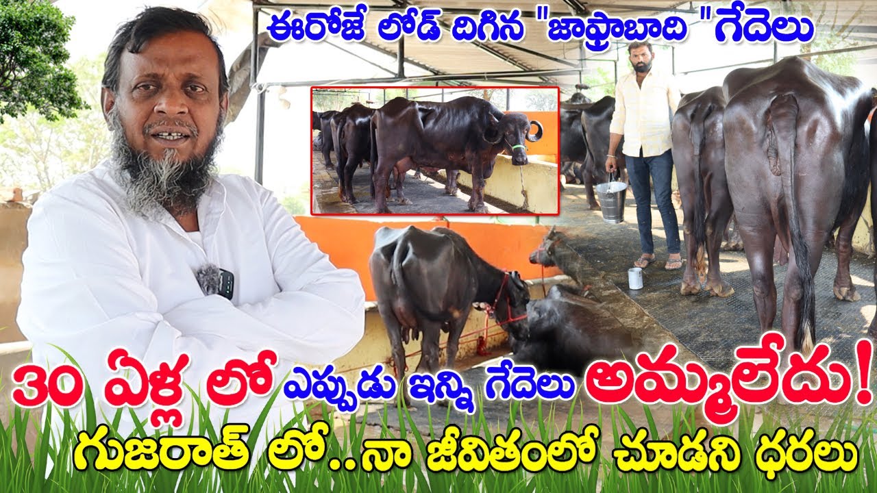 Jafrabadi Buffalo Farming | ఈరోజే లోడ్ దిగిన జాఫ్రాబాధి గేదెలు| 