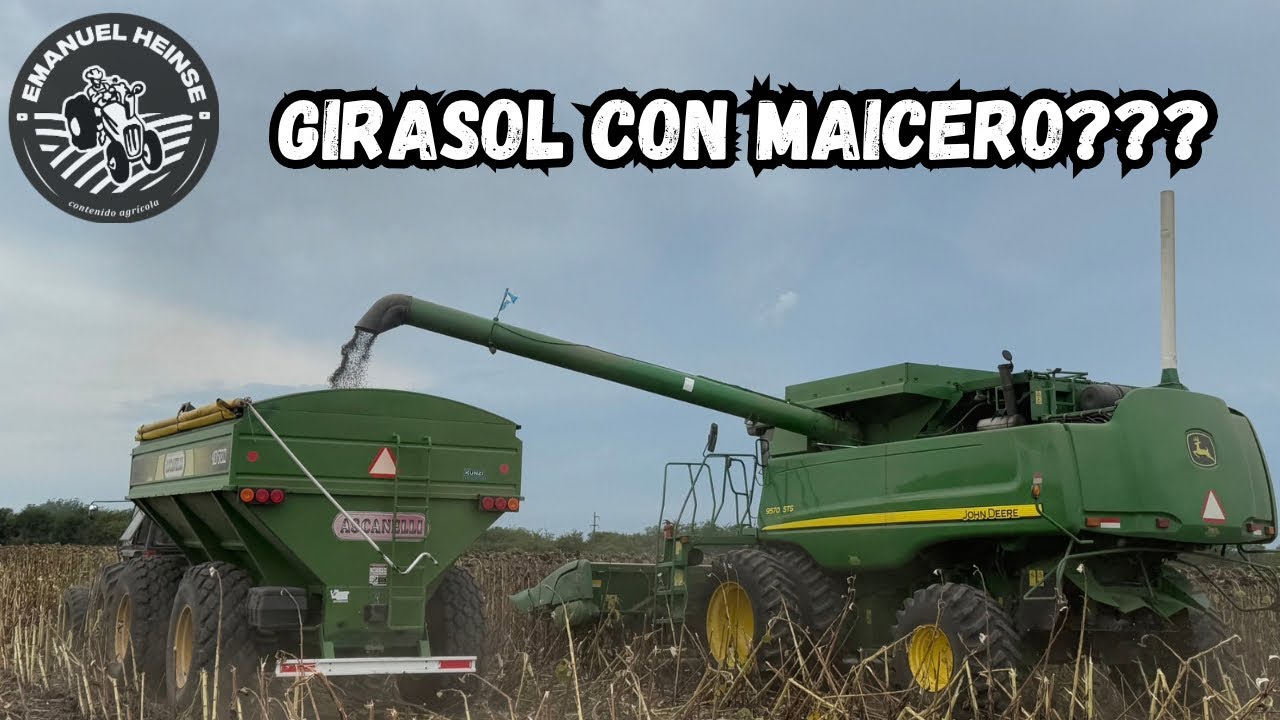 PREPARANDO TIERRA, Y COSECHAMOS EL GIRASOL
