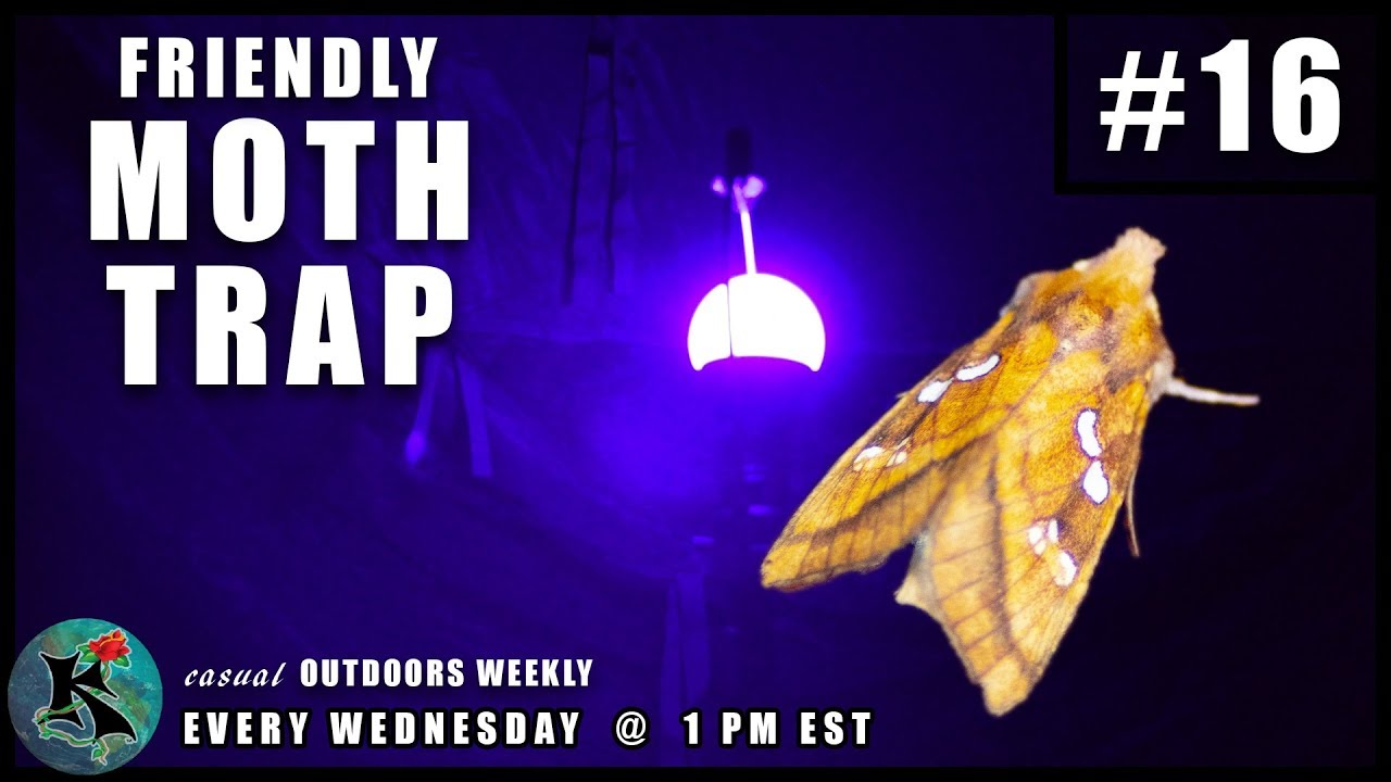Building a Friendly Moth Trap (It's super easy.)  | KNOW #16