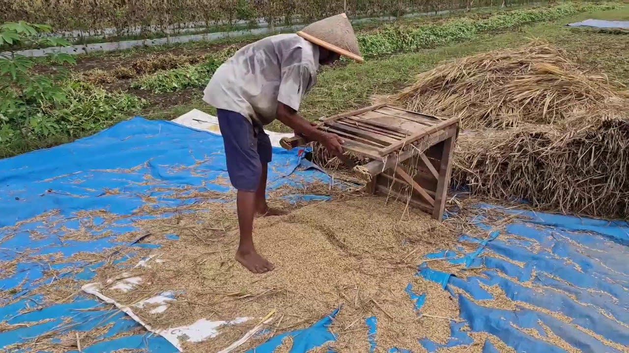 YOU WON’T BELIEVE THE RESULT! TRADITIONAL RICE THRESHING HARVEST - Agriculture Gardening