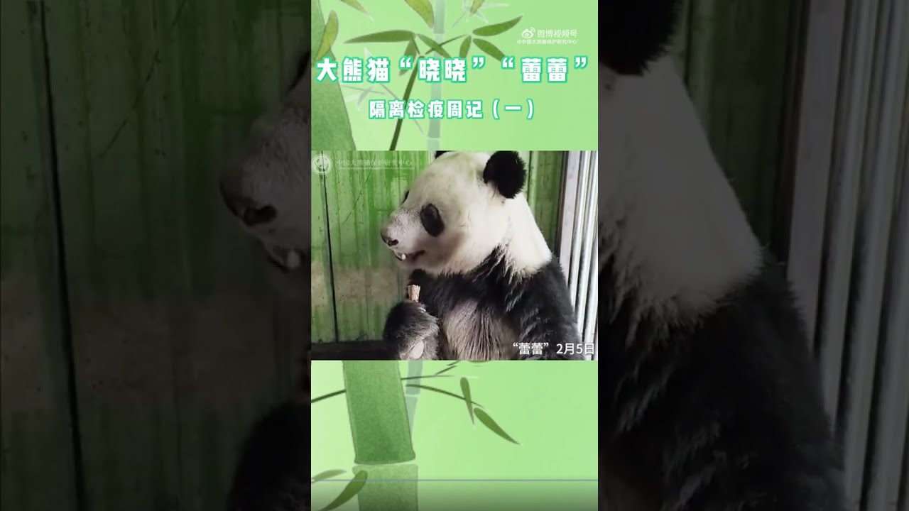 Giant Pandas “Xiao Xiao” & “Lei Lei” – Quarantine Week 1 Update🐼✨ 大熊猫「シャオシャオ」と「レイレイ」隔離検疫ウィークリーレポート①