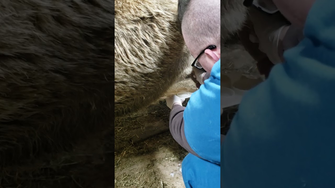Mastitis Test