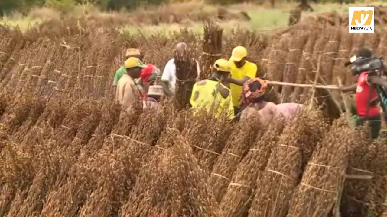 wakulima wa ufuta lindi walalamikia ucheleweshwaji wa fedha zao